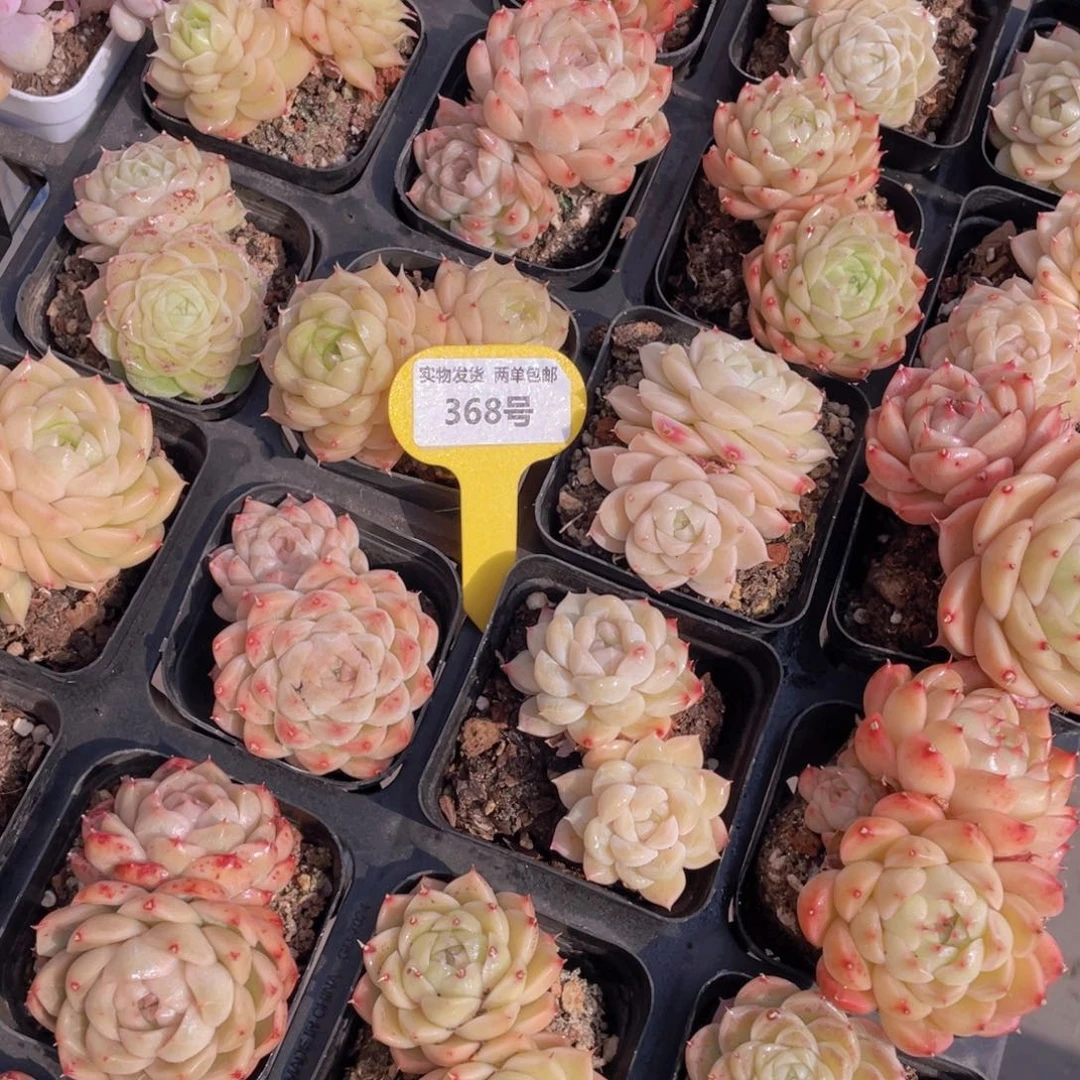 368号奶油麦秆双头两个形状不一样