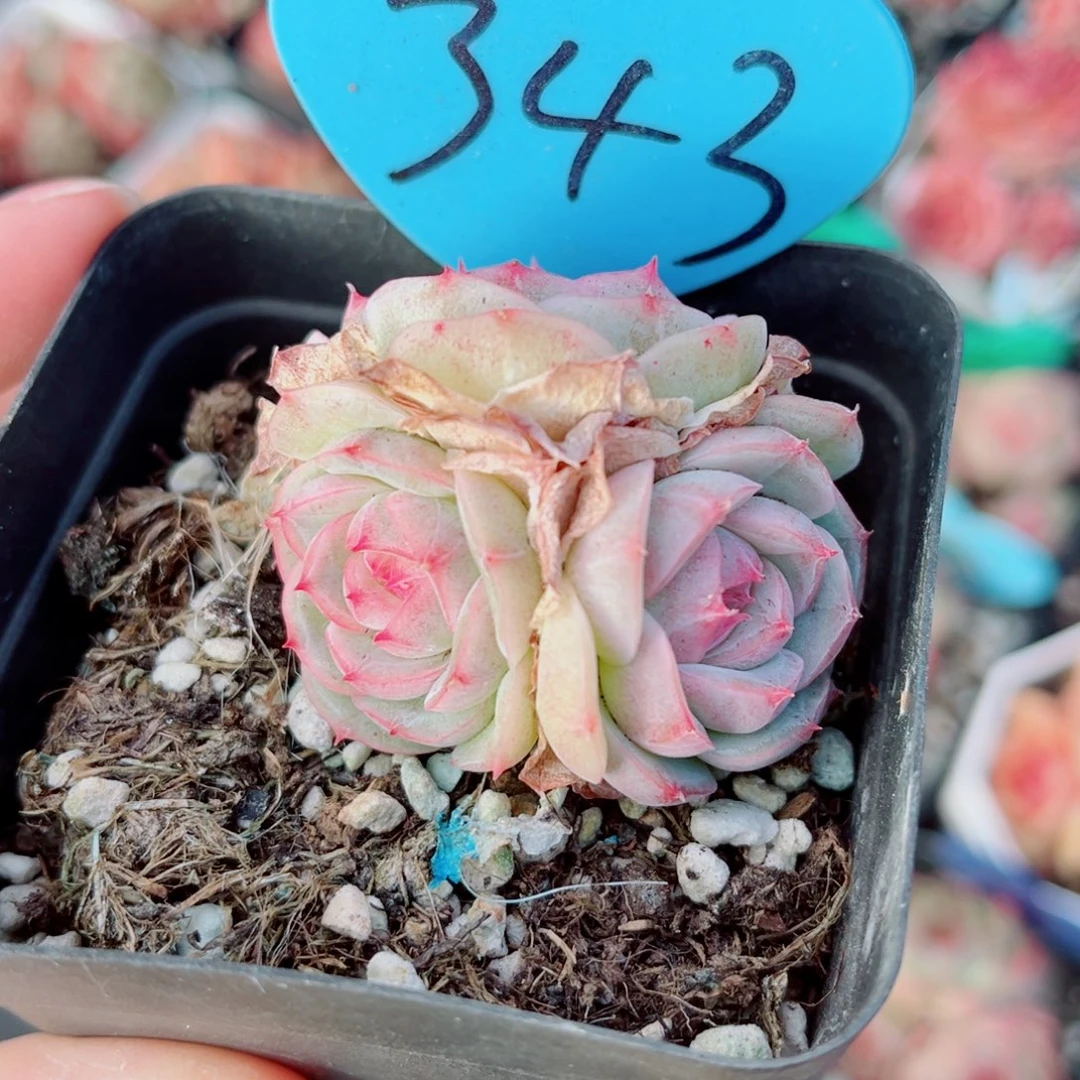 343号小老桩珍妮群