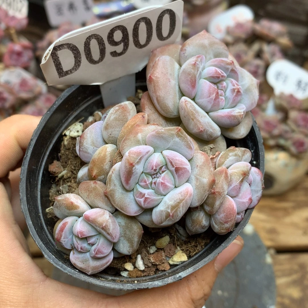 D0900 突尼斯 9cm