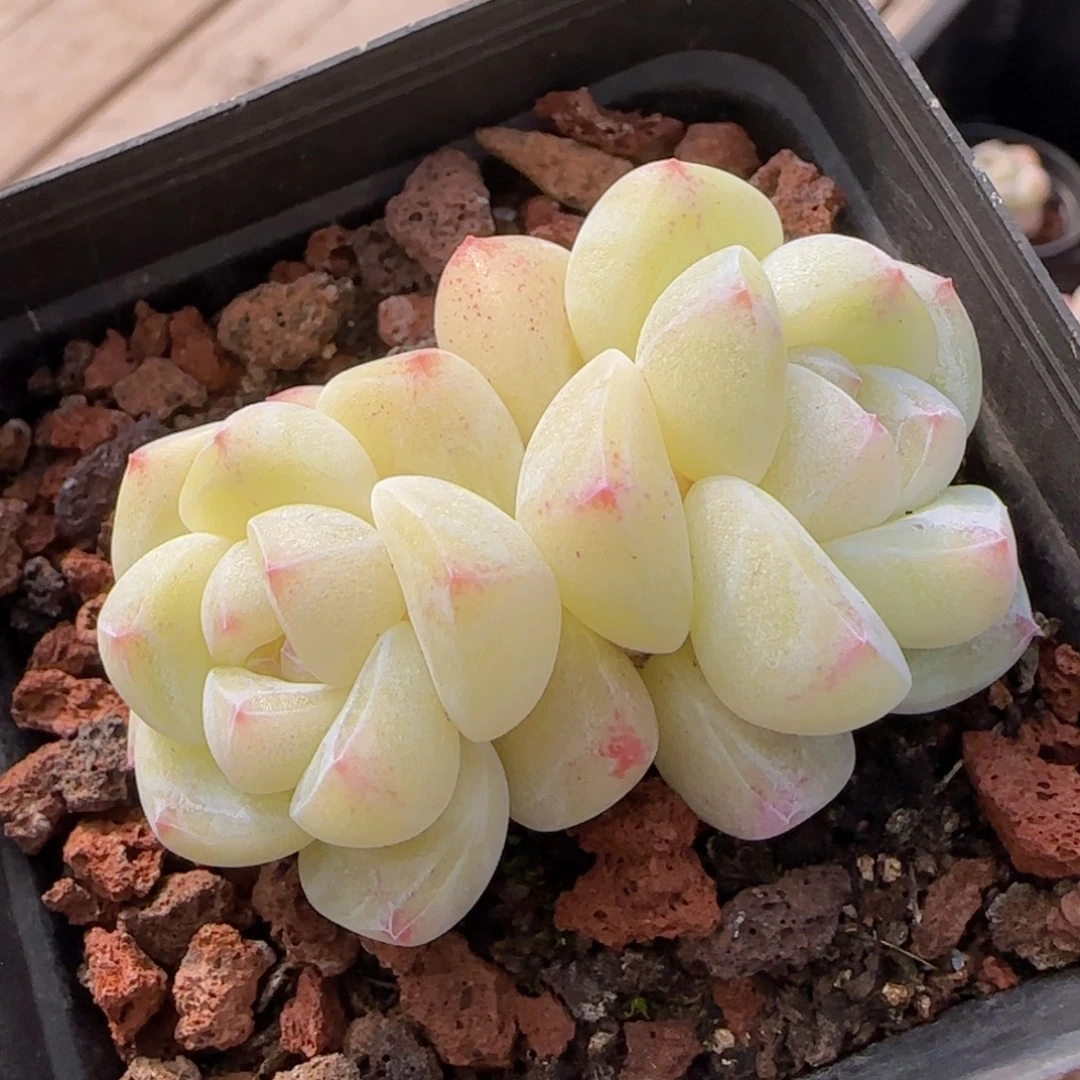 樱花冰玉一物一拍