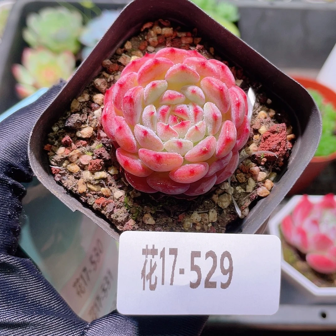 花利美17-529哈尼