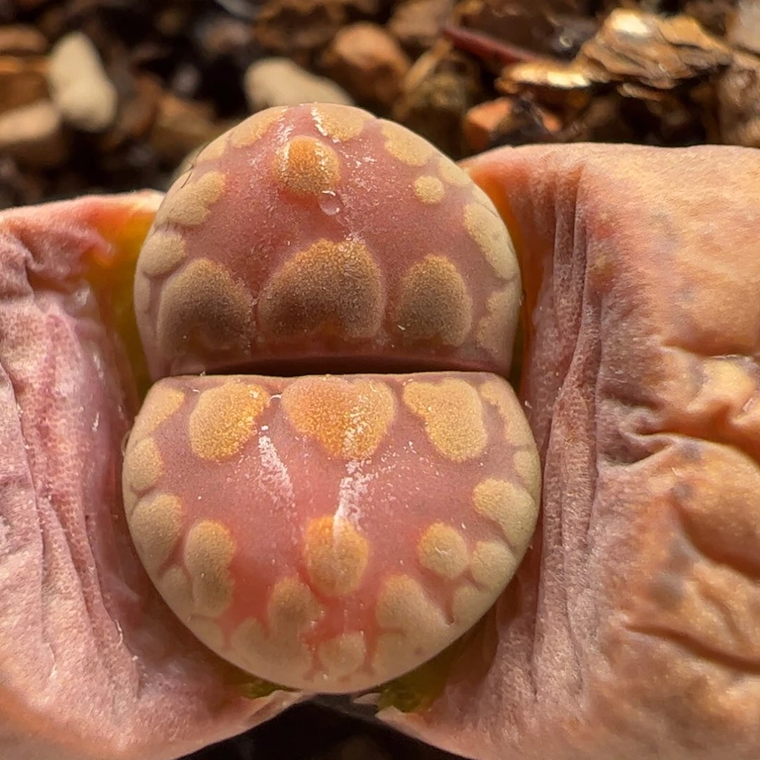 紫大牙多肉植物百科