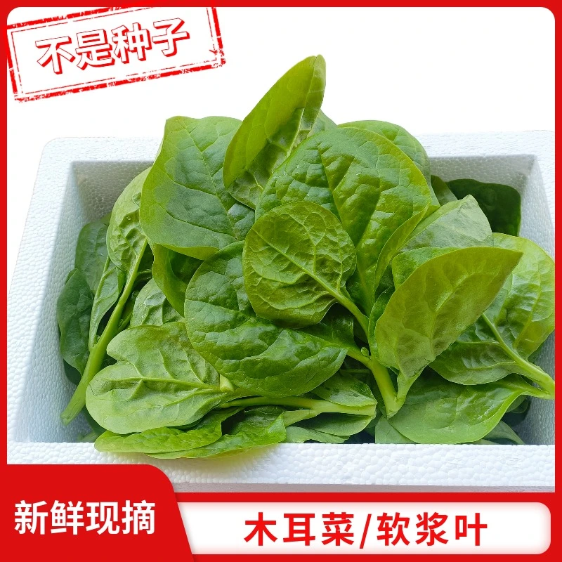 木耳菜新鲜软浆叶豆腐菜四川特产农家自种时令蔬菜软江叶