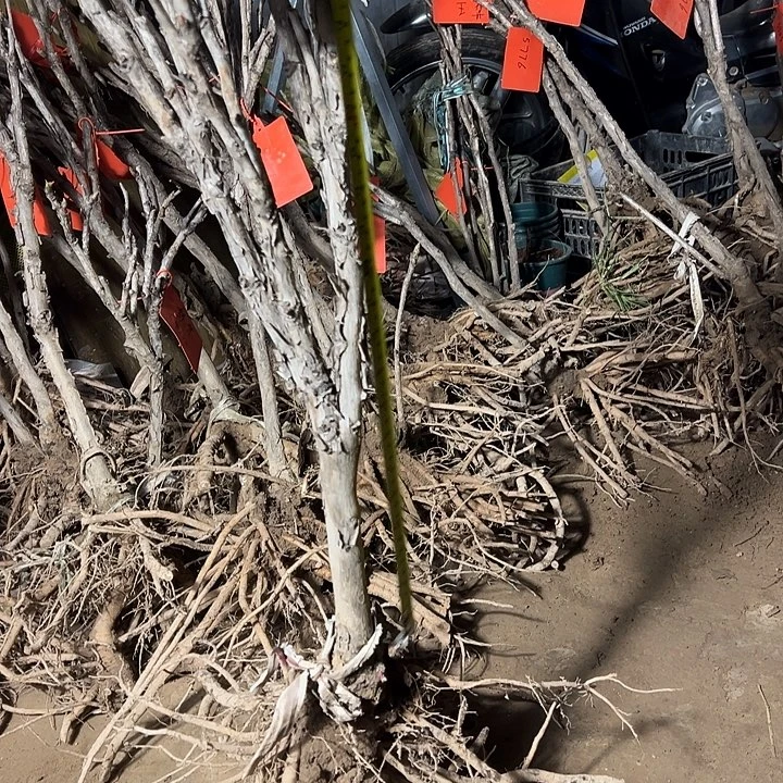 用***9完全开放花王大颗