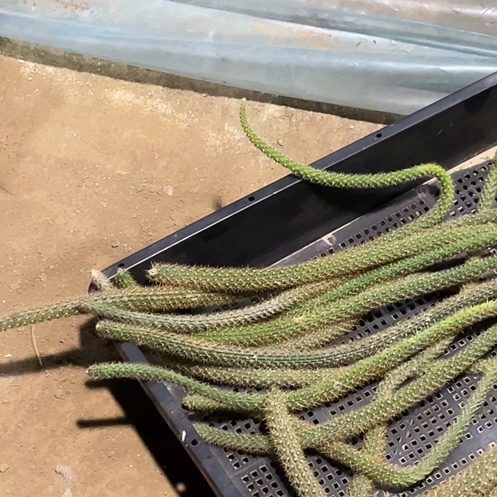 星***光鼠尾枝条 2个 30公分