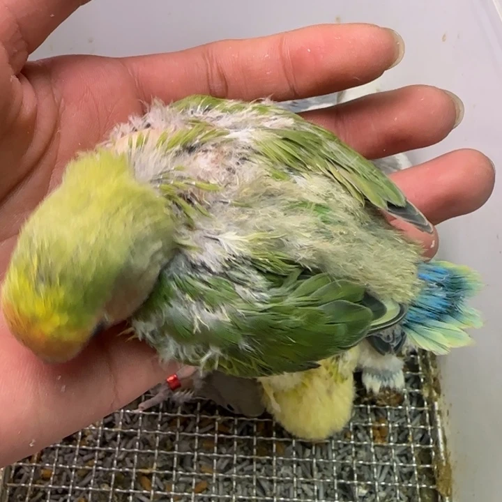 桃脸牡丹鹦鹉11111111111