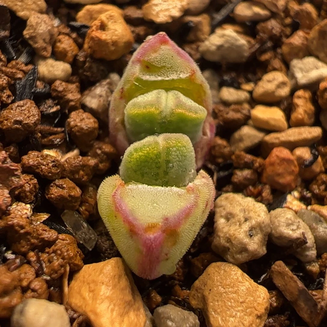 018多肉植物百科