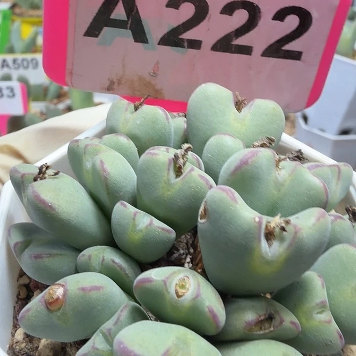 222mnnnmmmmmmmnmnnnnnnnnnn