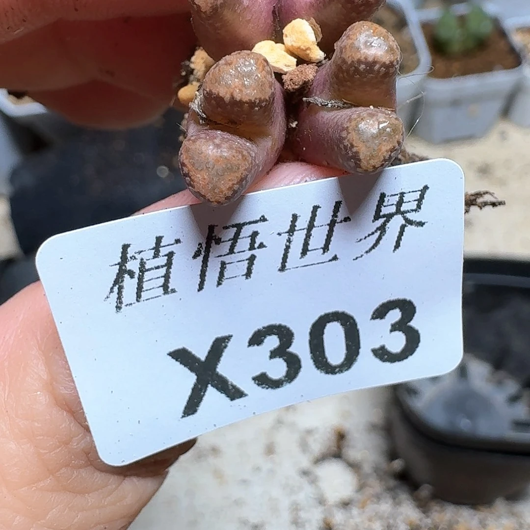 303盒多肉植物哇f c