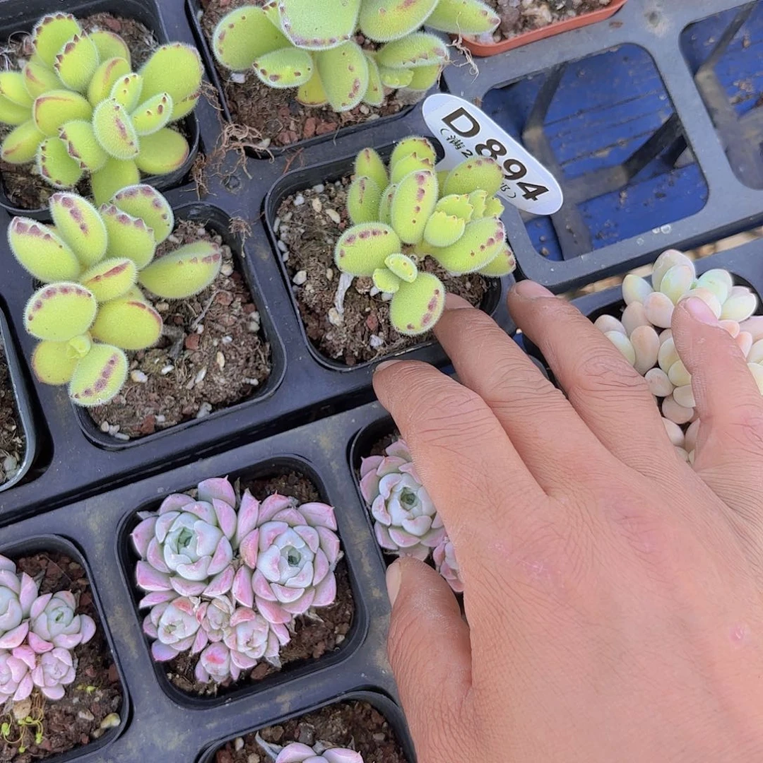 D894熊童子一物一拍