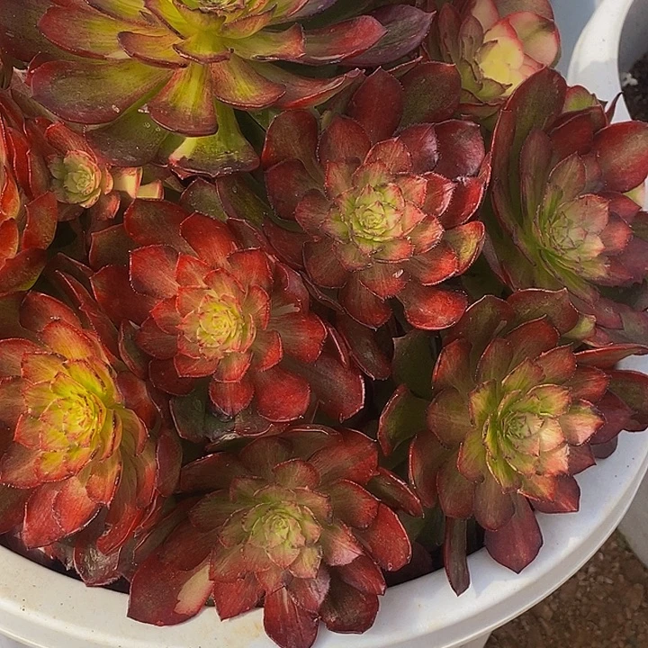 用***8上古园艺多肉法师443