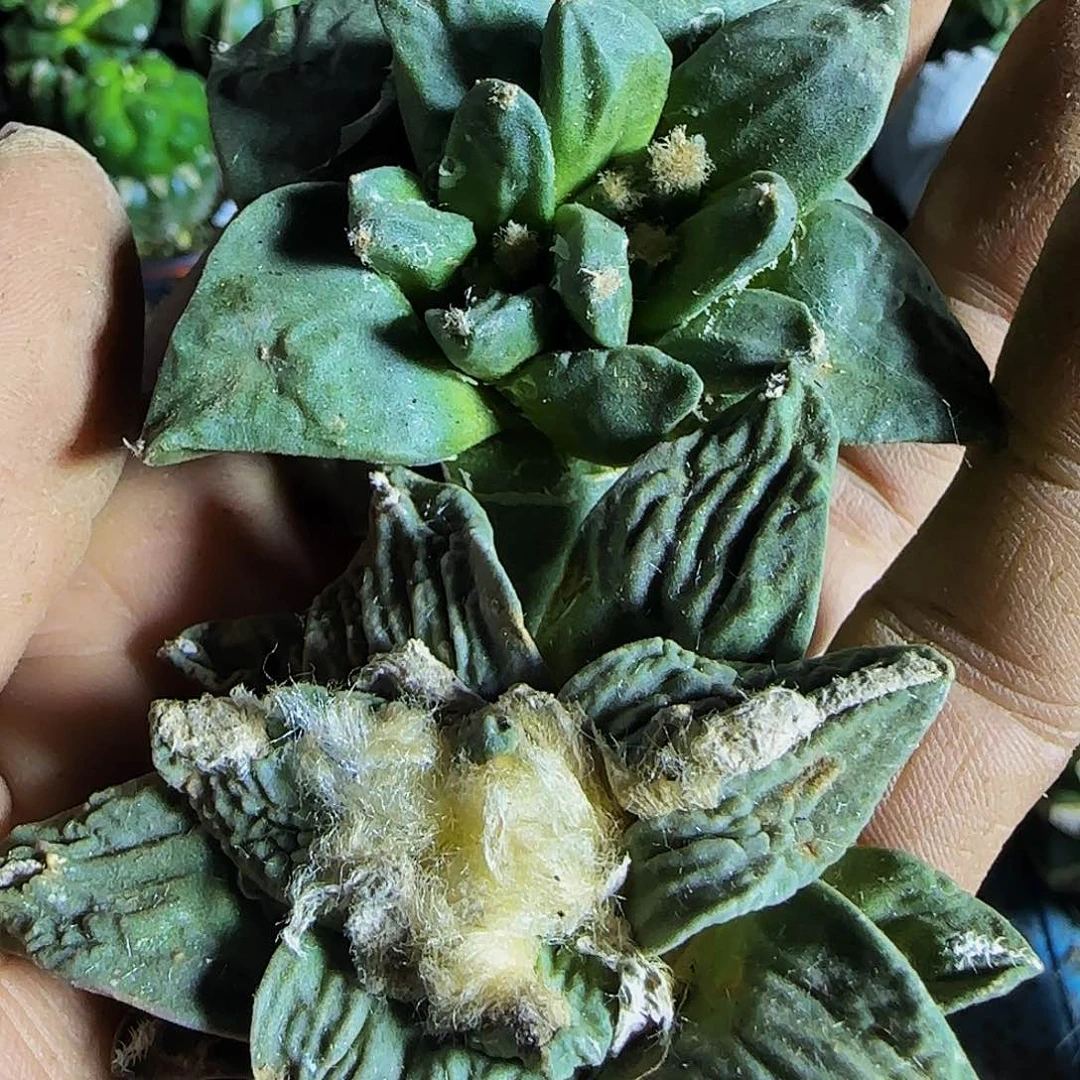 两个牡丹074仙人球