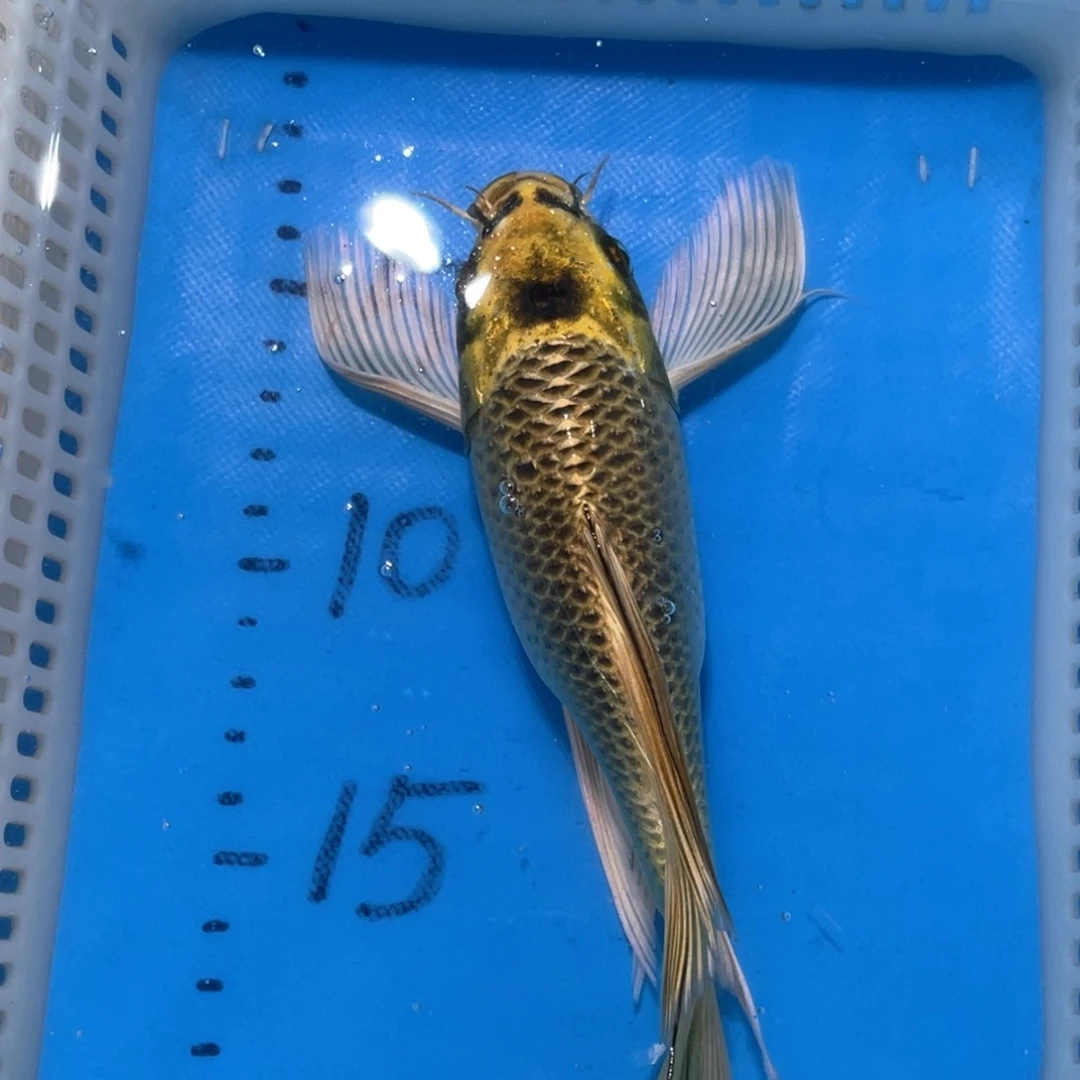 锦鲤锦鲤包邮包售后
