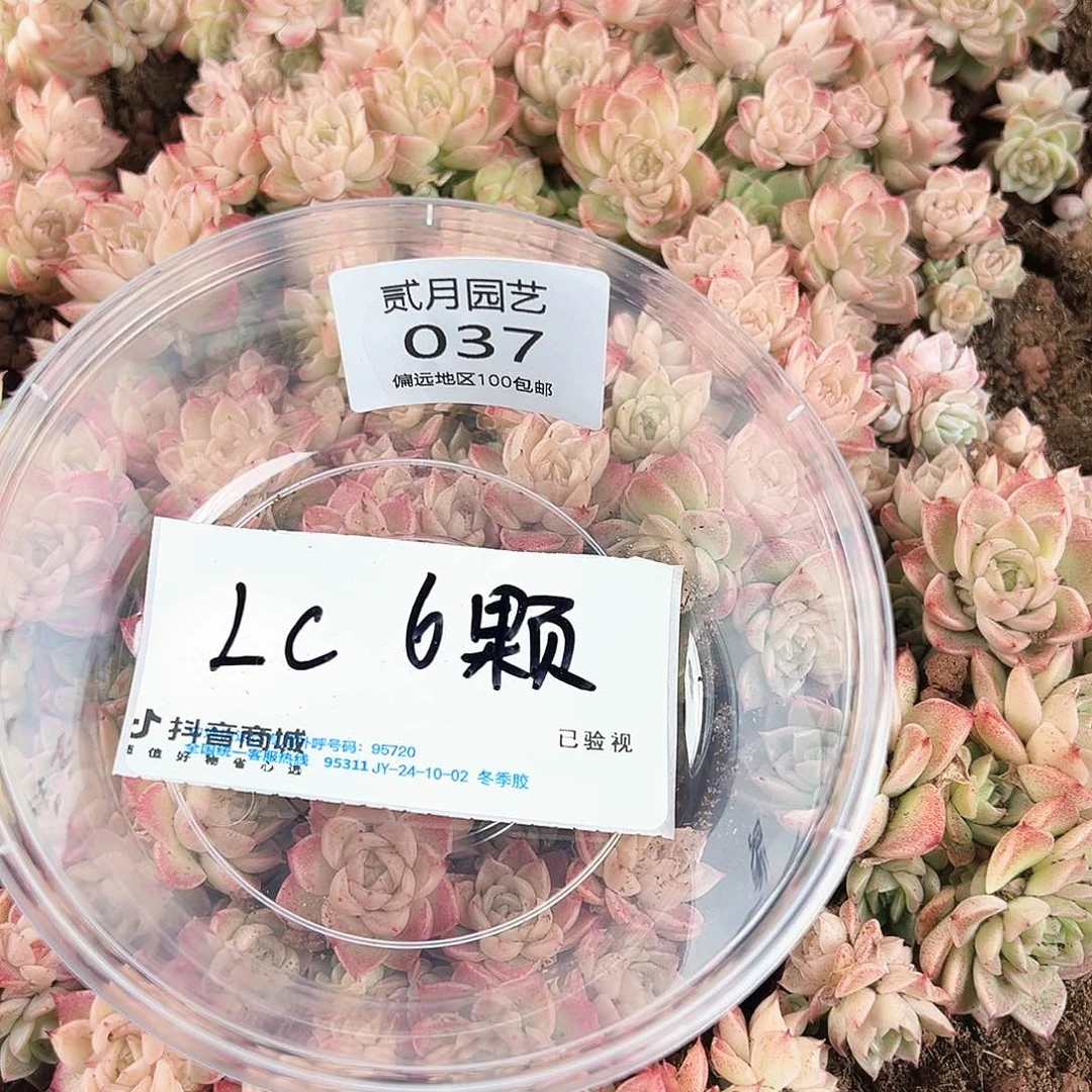 贰月园艺量拍LC6颗037