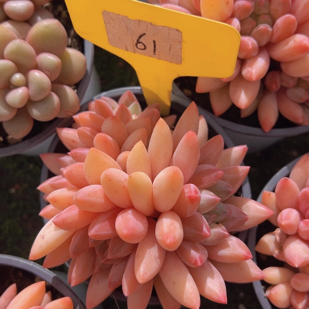 香玉的故事是一个人的故事