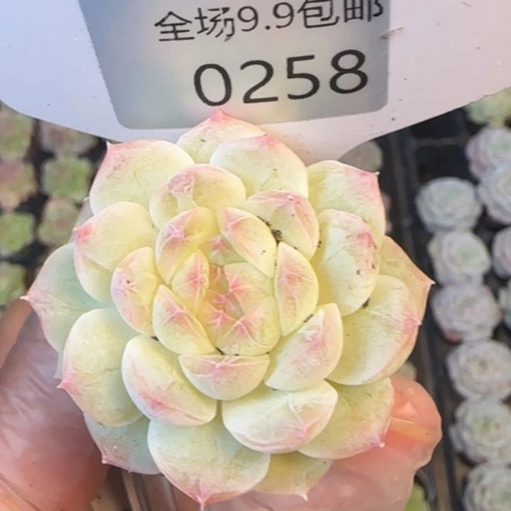 258号     月影