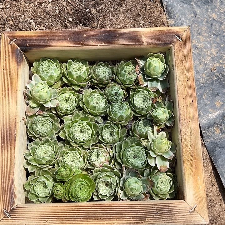 山地玫瑰锦秋夕4月25日694号