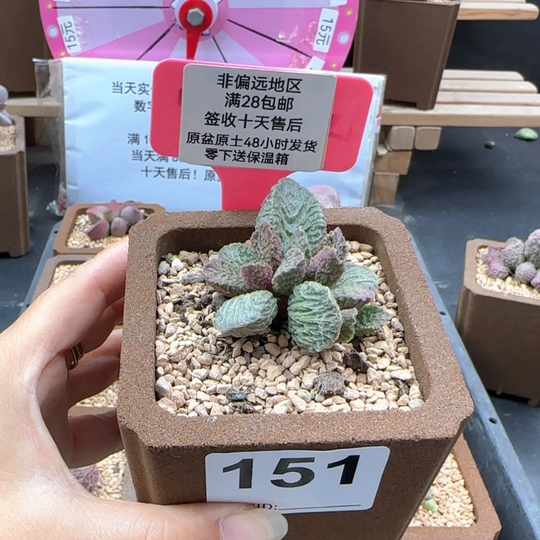 151大鱼海棠多肉植物