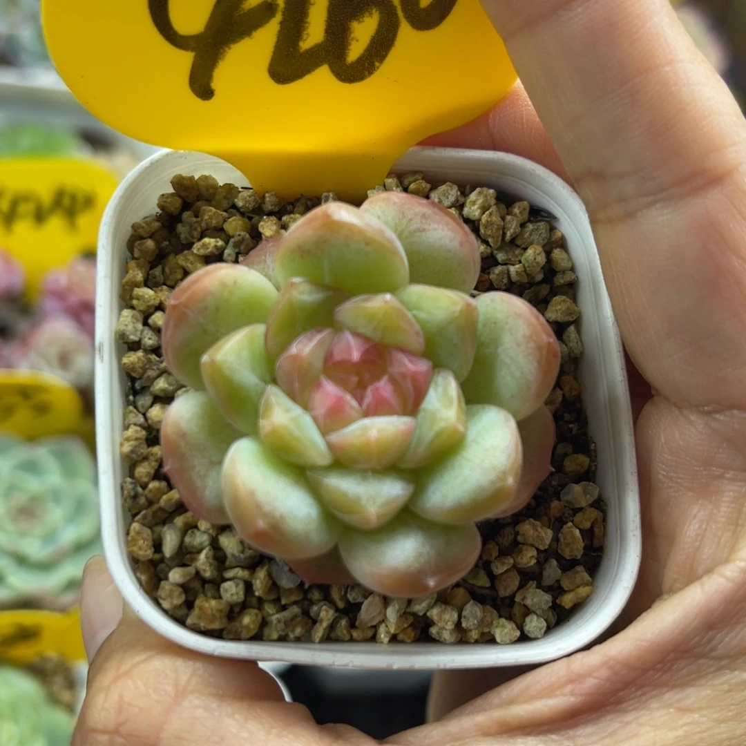 玉珠珍妮单头4260