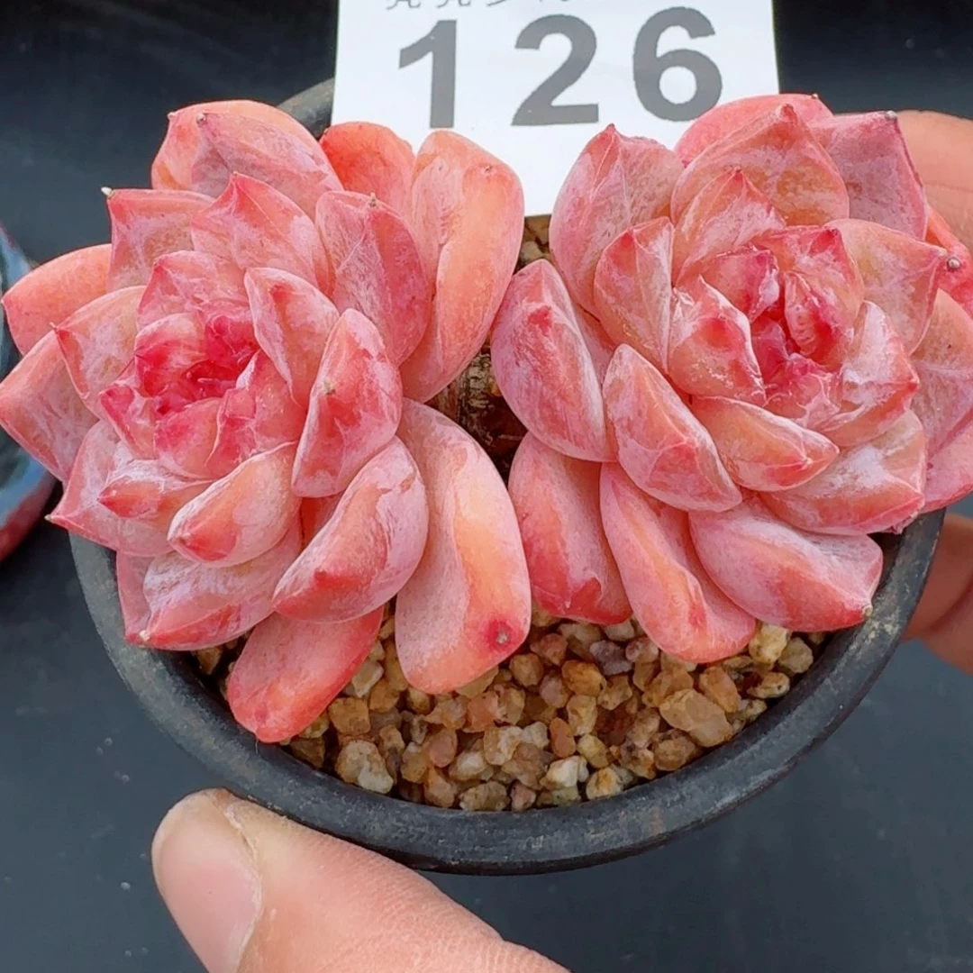 带盆      愿你一路坦途，乘风破浪展宏图