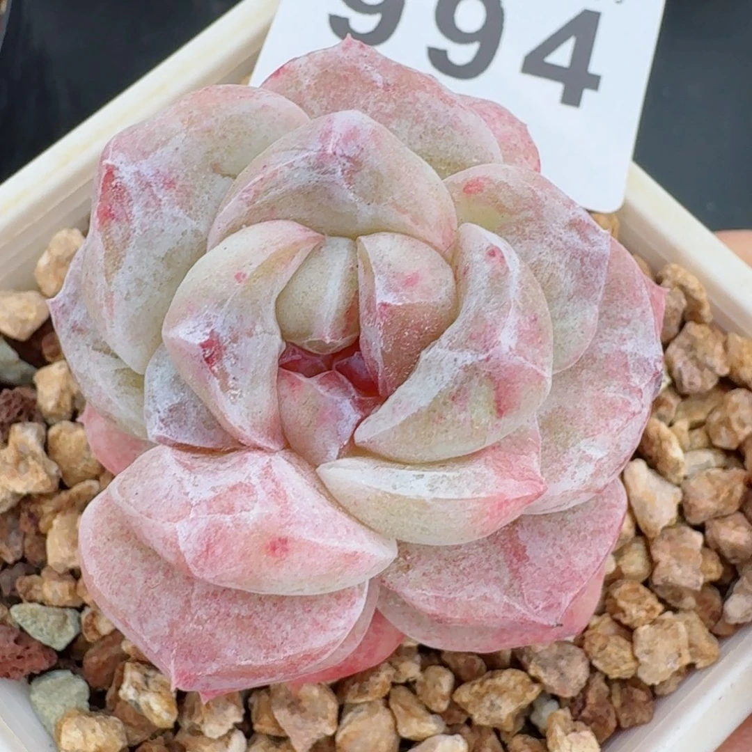 石化冰玉      愿你一路坦途，乘风破浪展宏图