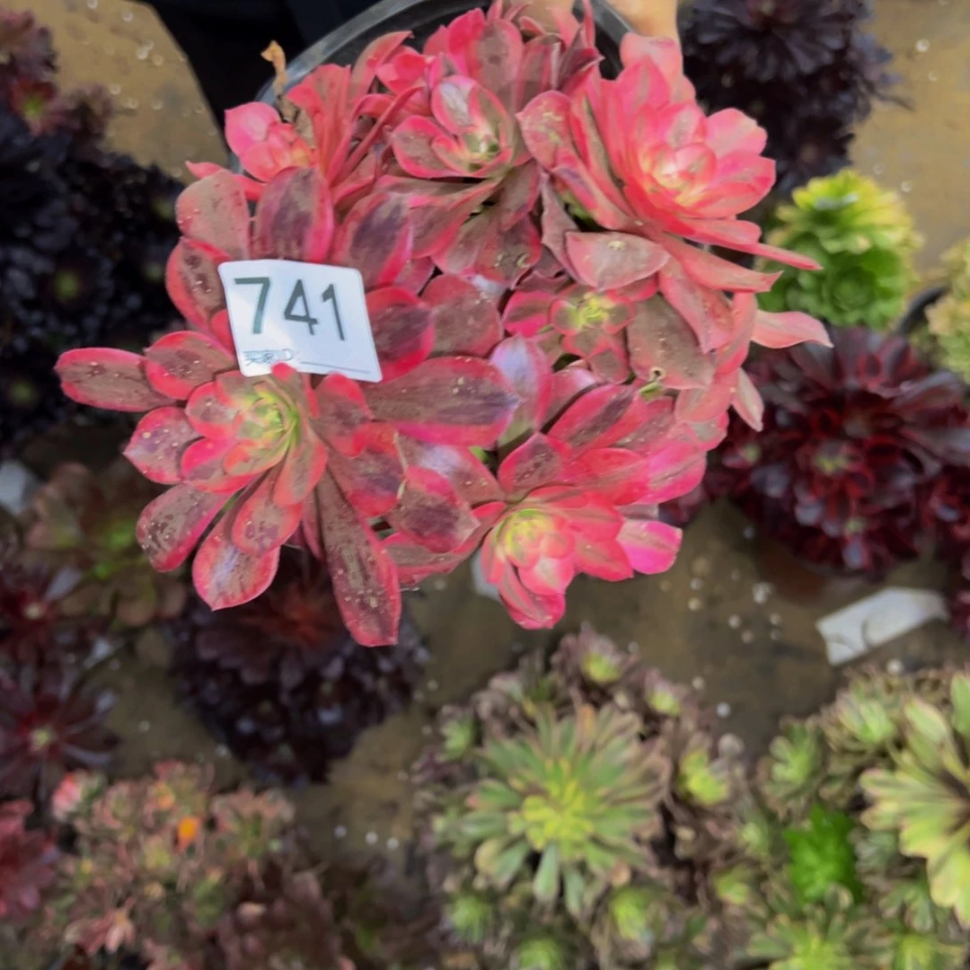 741女巫多肉植物