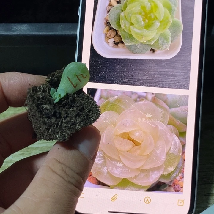 穴盘甜心懒12芽苗一个