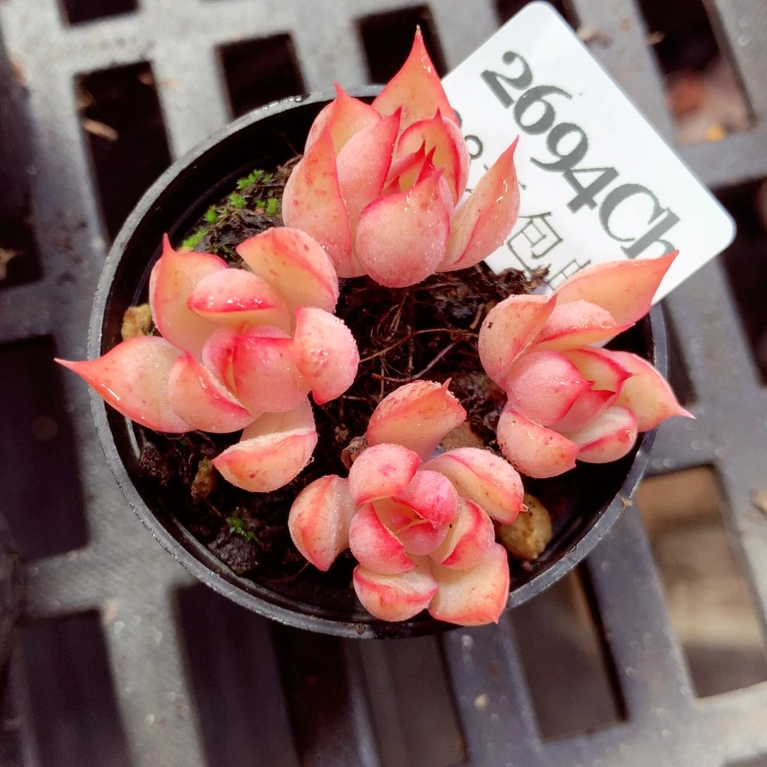 5厘米盆精控多肉2694