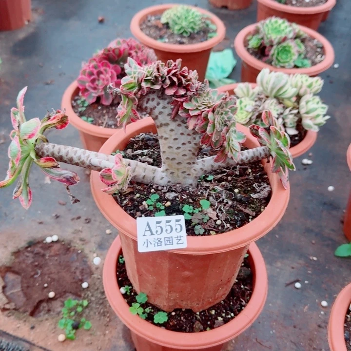 555ｖ锦缀化多肉植物