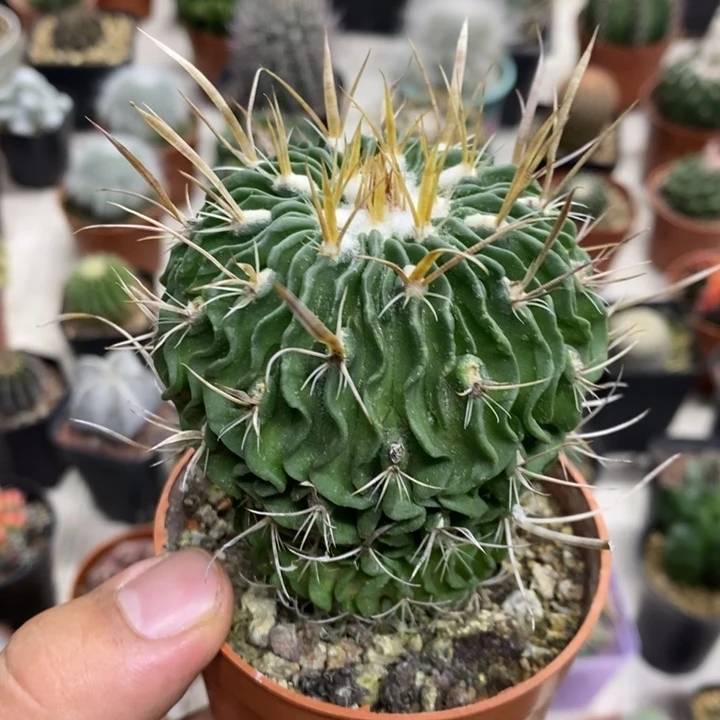 实生振武玉特价福利