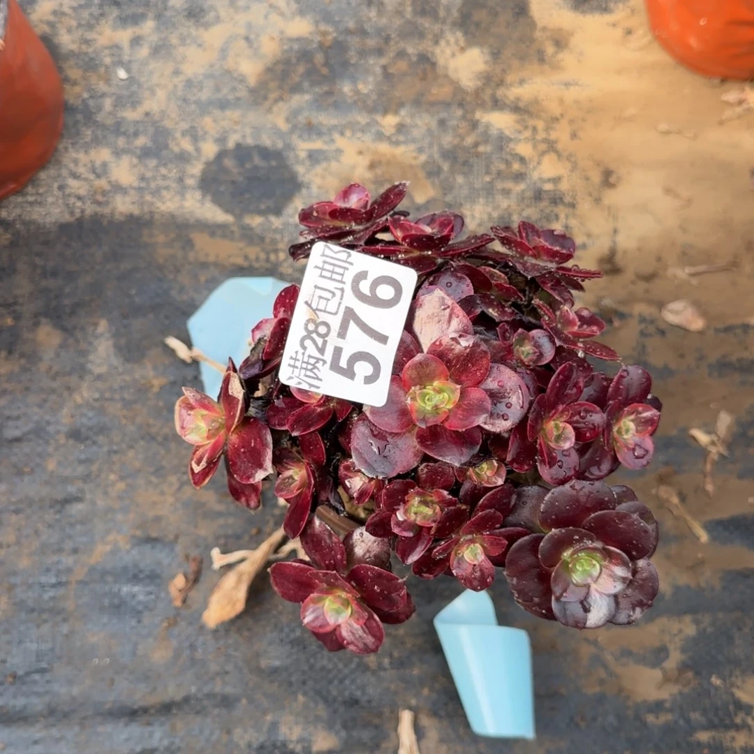 红豆多肉576满28包邮断枝不包