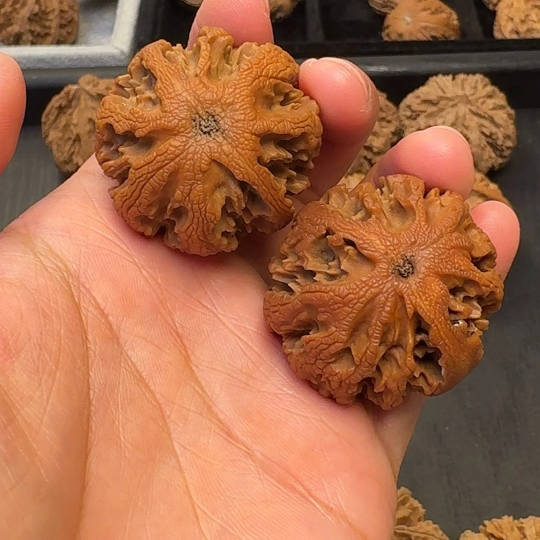 核桃突突突突突突突突突突突突突突