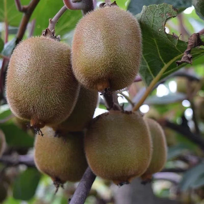 顺丰包邮徐香猕猴桃树六年苗奇异果树苗庭院别墅盆栽