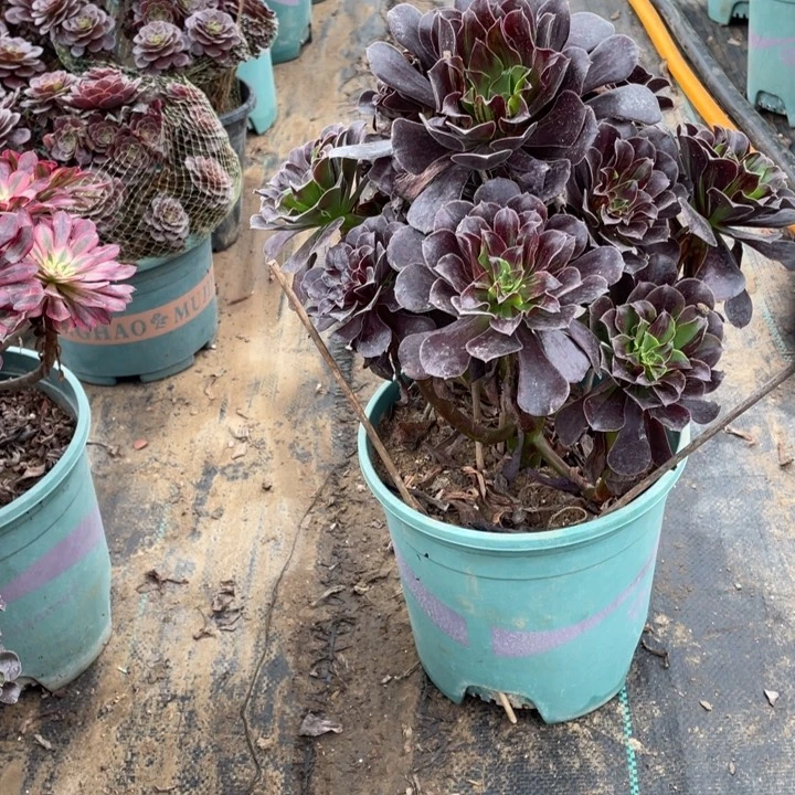 47欧多肉植物多肉植物