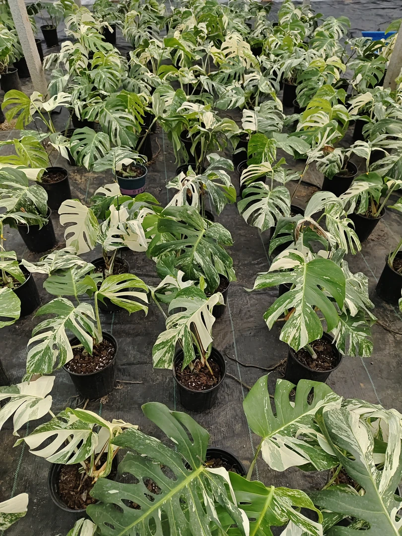 特价龟背竹，一物一拍，拍下默认轻微叶损不包【拍下不退不换】