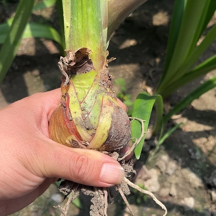 无花朵异域仙女，直径6，开裂，花剑做切花