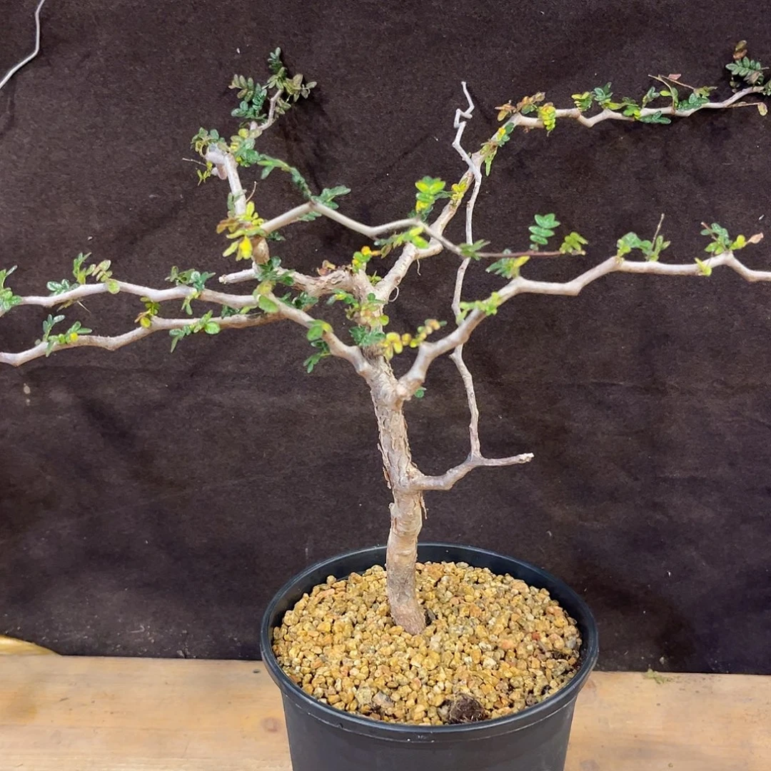 汤圆植物滔天橄榄