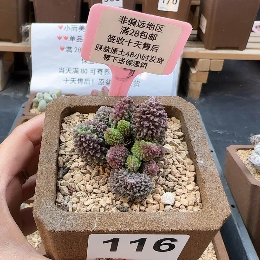 119朱紫玉多肉植物