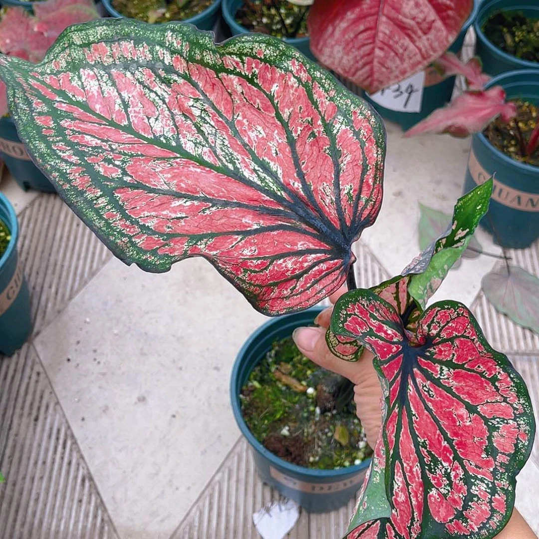 完全开放泰彩一物一拍9387