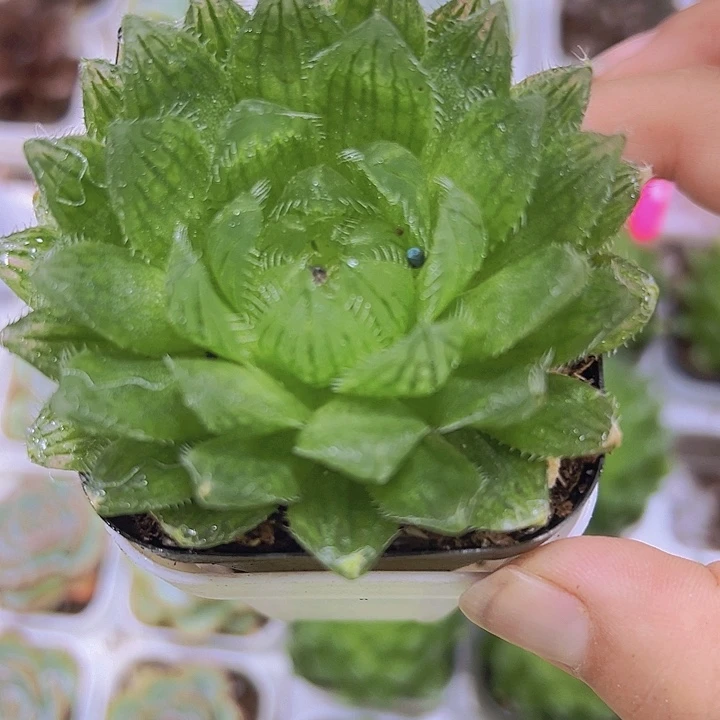樱水晶9.9包邮多肉植物