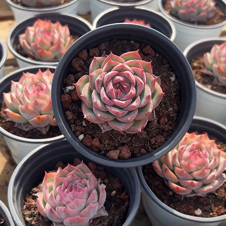 侧影         福利多多