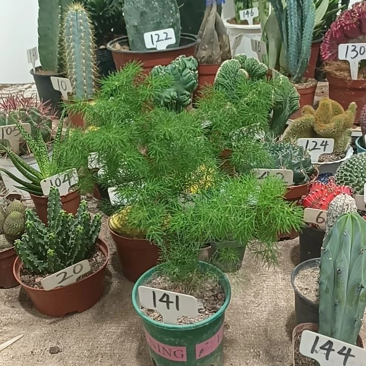 无花朵蓬莱松      20元