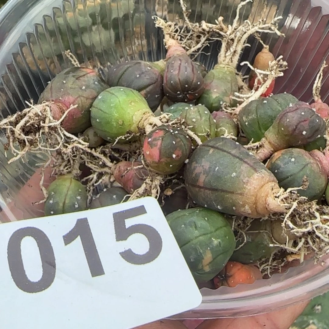 无花朵一堆实生海星兜锦015