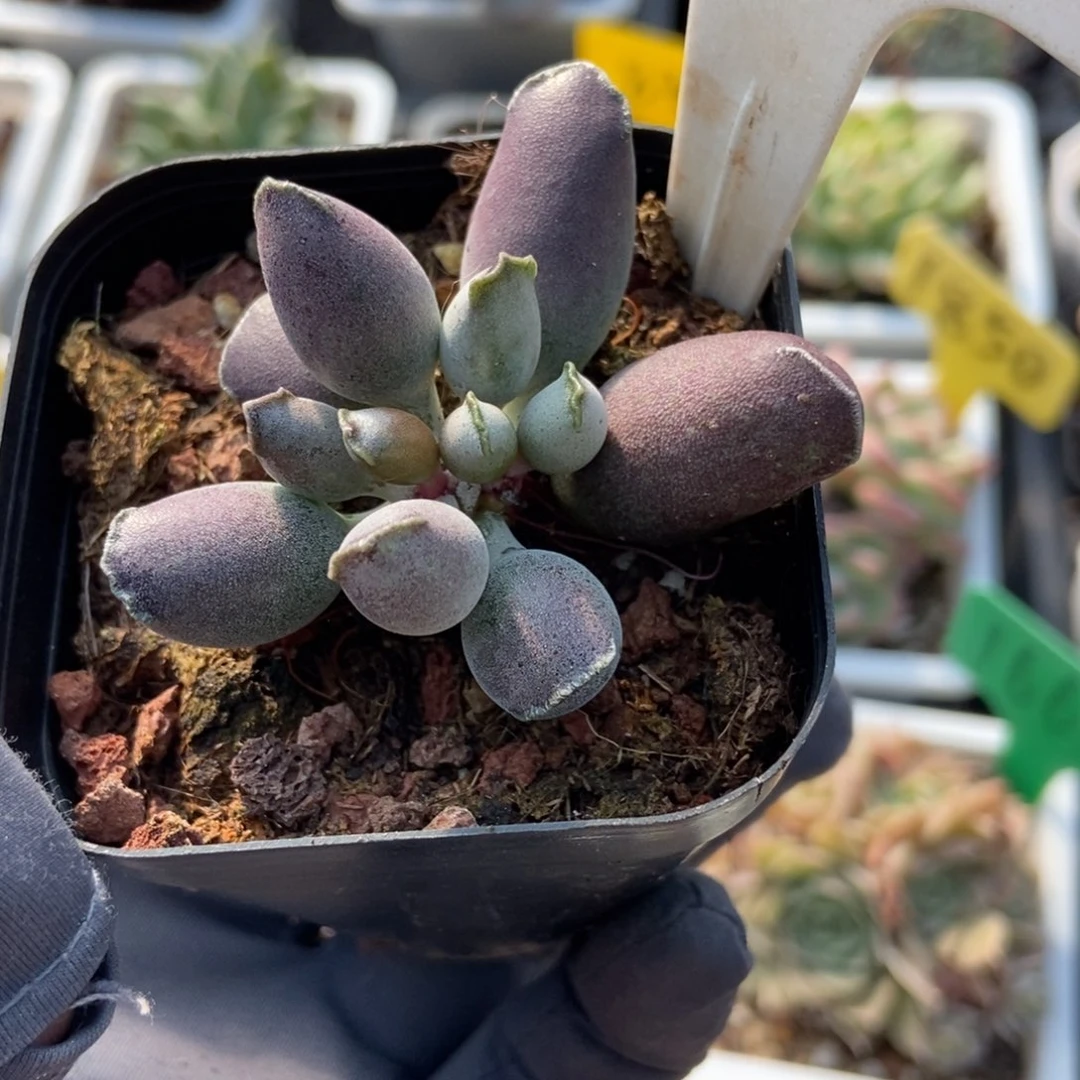 6035紫海豹多肉植物多肉