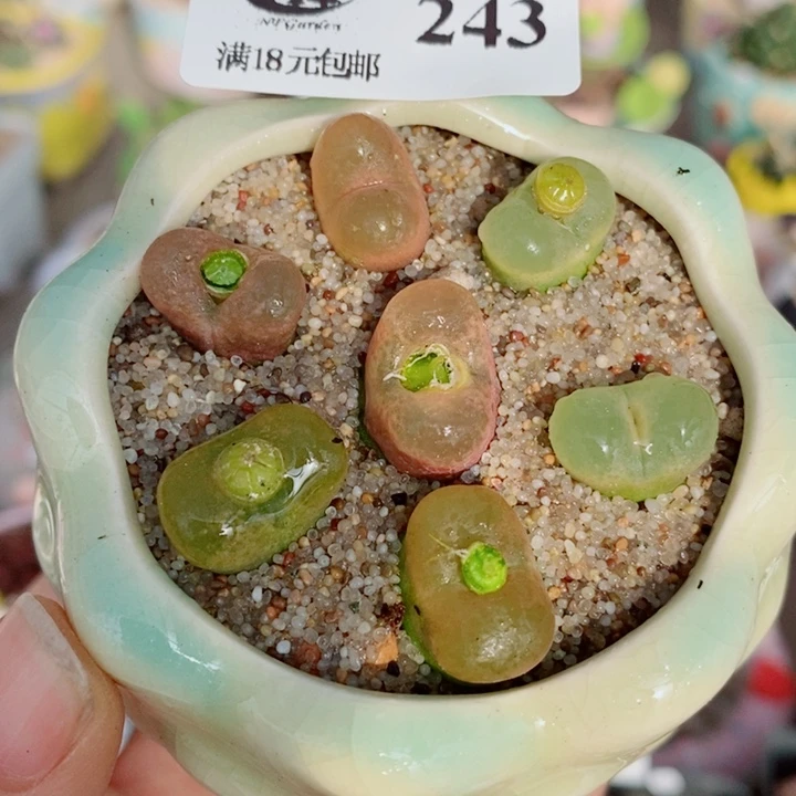 生石花花花花花花花243