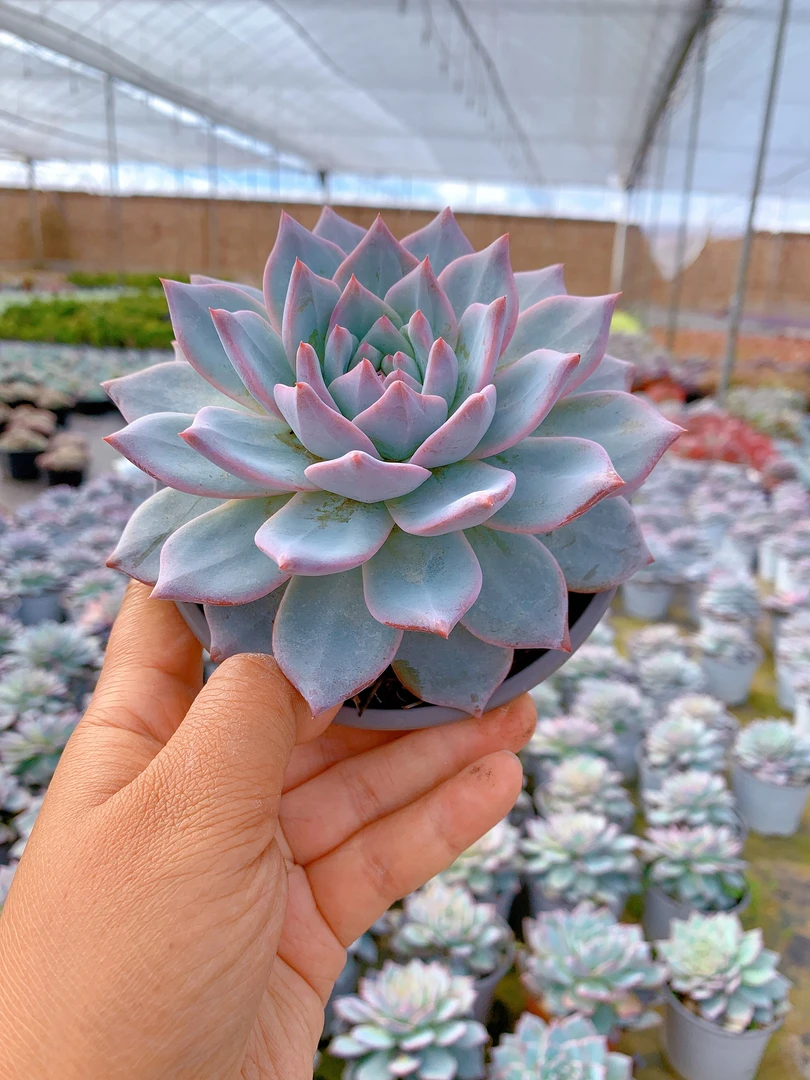 粉蓝鸟大单头多肉植物