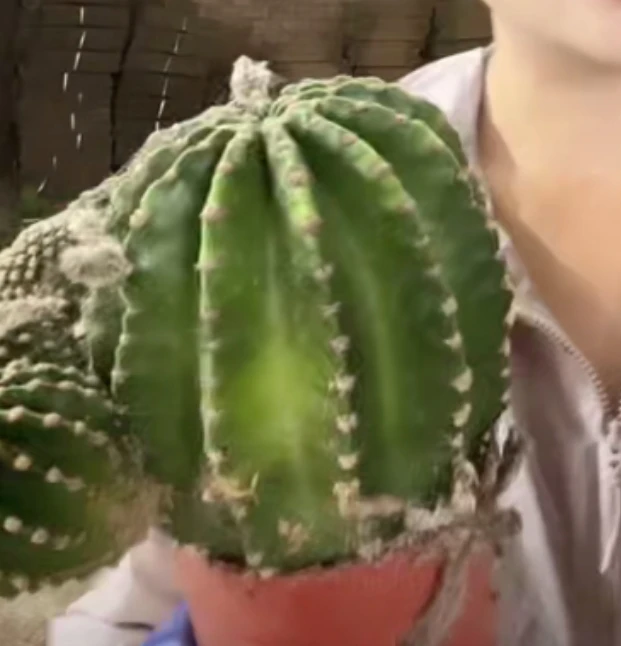 二妹园艺【 1颗  A货黑金刚  实生根 】脱土随机发货