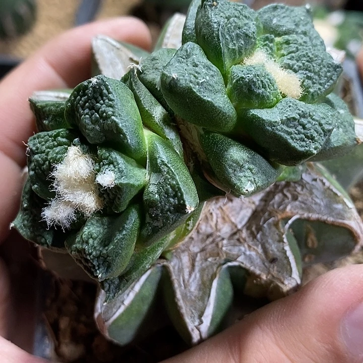苗接连山牡丹。163号