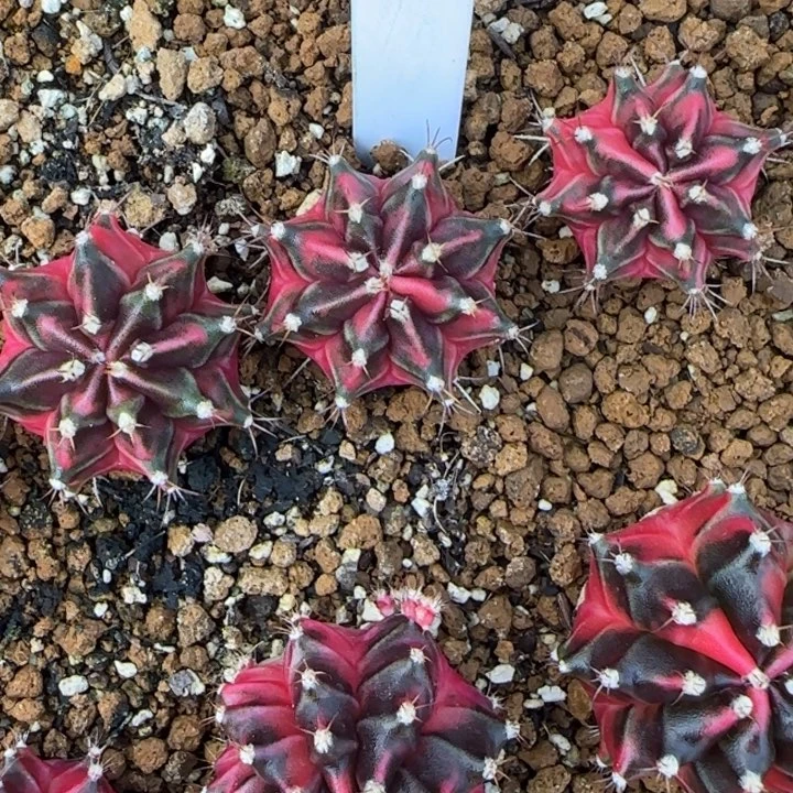 呃***~146-0119泰国发货多肉