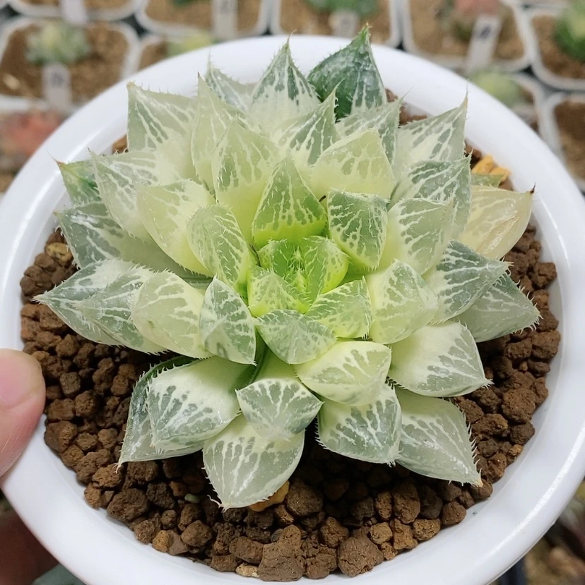 【闪购商品】177宝莲灯